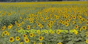 পটুয়াখালী সদর উপজেলার বদরপুর ইউনিয়নে বিস্তীর্ণ এলাকা জুড়ে চাষ হয়েছে সূর্যমুখী।
