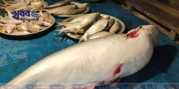 বাজারে মিলছে নদী ও সাগরের বড় বড় পাঙ্গাশ ; দাম কেমন?