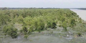 লোহালিয়ার চরে গড়ে ওঠা ছৌলা বাগানটির বেঁচে থাকার আকুতি কি শুনতে পাচ্ছেন।