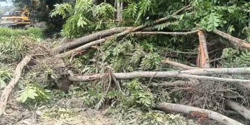 পটুয়াখালীতে খাল সংস্কারের নামে অর্ধশত মেহগনি গাছ উপরে ফেলা হয়েছে।