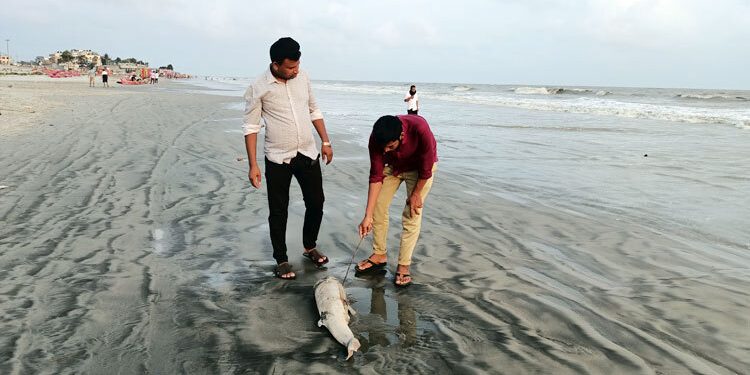 আবারও কুয়াকাটা সমুদ্র সৈকতে ভেসে এসেছে মৃত ডলফিন