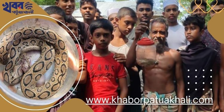পটুয়াখালীর কলাপাড়ায় ধরা পরলো রাসেলস ভাইপার।