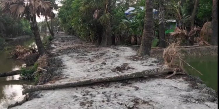 সড়ক সংস্কারের নামে চেয়ারম্যানের নির্দেশে কেটে ফেলা হলো অসংখ্য পরিবেশ বান্ধব তাল গাছ।