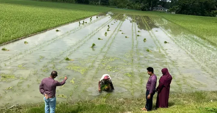 কলাপাড়ায় আমন ধানের স্বপ্ন বুনছেন সমুদ্র উপকূলের কৃষক।