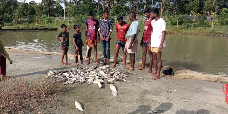 কলাপাড়ায় রাজনৈতিক প্রতিহিংসায় মাছের ঘেরে বিষ প্রয়োগ, ১০ লক্ষ টাকার ক্ষতি