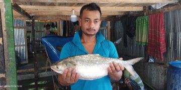 কুয়াকাটায় এক ইলিশের দাম উঠলো প্রায় ৭ হাজার টাকা