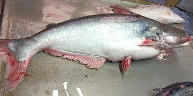 সাগরে ধরা পড়ল সাড়ে ১৪ কেজির পাঙাশ, বিক্রি হলো ১৬ হাজারে।