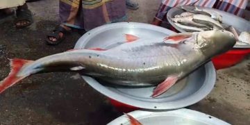কলাপাড়ায় ধরা পরলো ১৪ কেজি ওজনের পাঙ্গাশ।