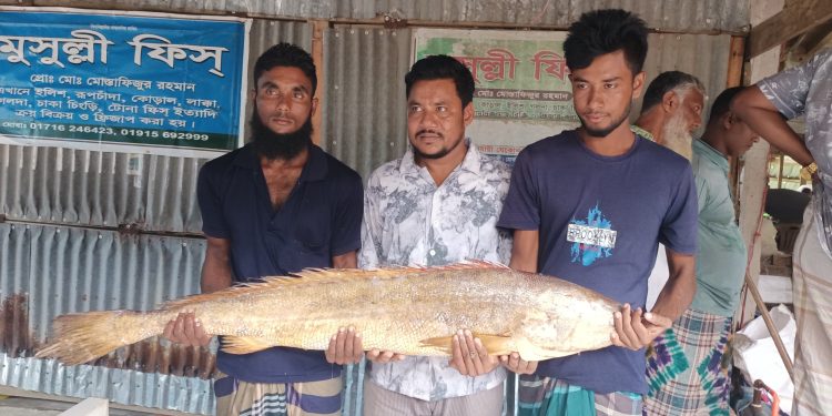 কুয়াকাটায় জেলের জালে মিললো ১৪ কেজির পোয়া মাছ