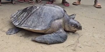 পটুয়াখালীর গলাচিপায় ধরা পরেছে বিশাল আকৃতির সামুদ্রিক কচ্ছপ।
