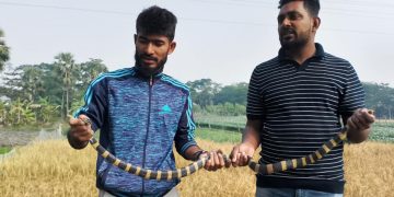 কলাপাড়ায় ধানক্ষেতে মিলল শঙ্খিনী সাপ ।
