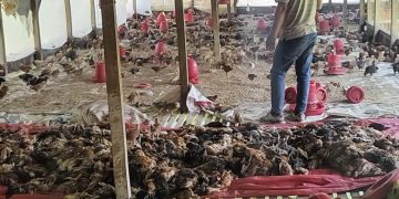 বাউফলে পোলট্রি খামারে বিষ প্রয়োগে ৪ হাজার মুরগি হত্যার অভিযোগ